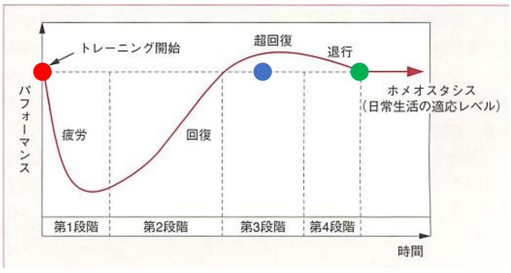 水泳選手に知ってほしい。トレーニング理論:スイサポ