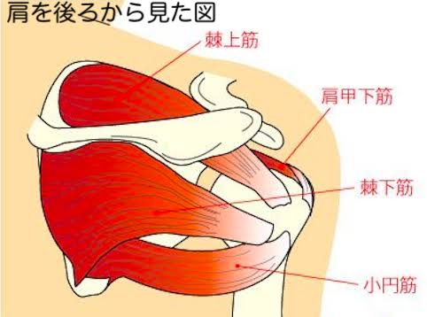 肩のインナーマッスルの鍛え方の画像