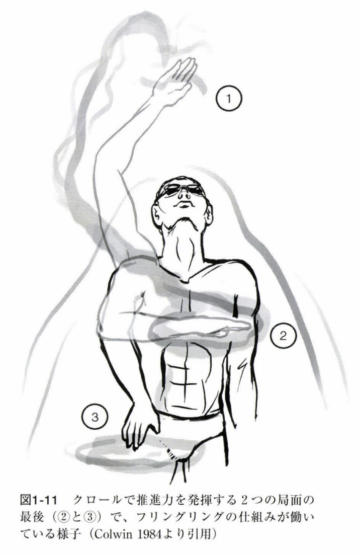 水泳の歴史|スイサポ:水泳個人レッスン・スイミングプライベートレッスン/東京・都内/品川区(大井町・大崎・五反田)/江東区(豊洲・有明)/大人・子ども