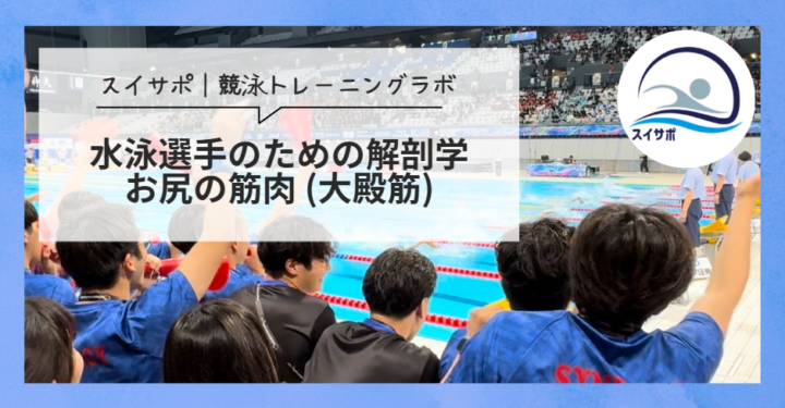 水泳選手のための解剖学|お尻の筋肉(大臀筋)の画像
